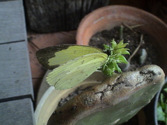 Eurema lacteola