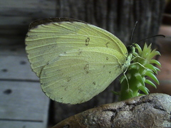 Eurema lacteola