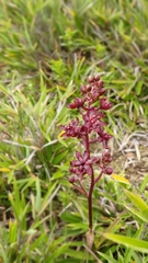 Veratrum formosanum
