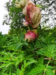 Angelica ursina
