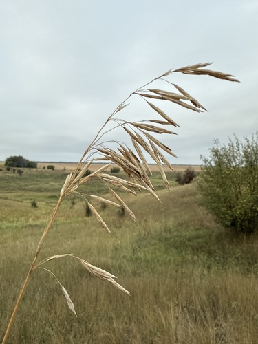 Meadow Brome (Bromus riparius)