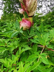 Angelica ursina