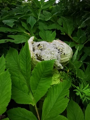 Angelica ursina