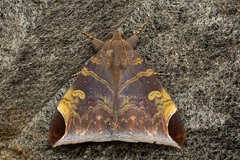 Pindara illibata
