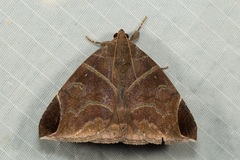 Pindara illibata