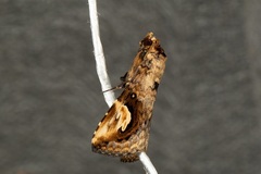 Pseudosphetta fissisigna