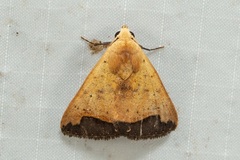 Bocula xanthostola