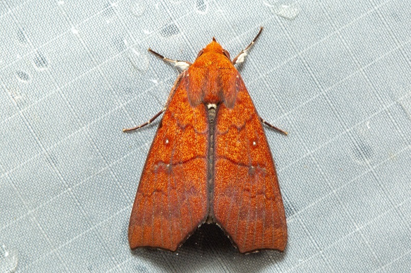 Rusicada prima