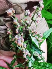 Artemisia vulgaris kamtschatica