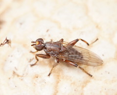 Tapeigaster nigricornis