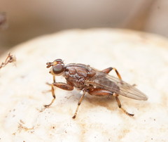 Tapeigaster nigricornis