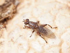 Tapeigaster nigricornis