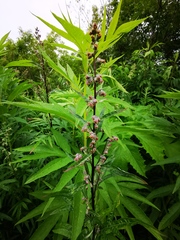 Artemisia vulgaris kamtschatica