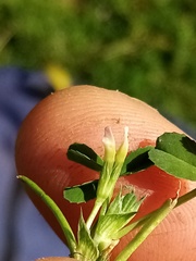 Trifolium ornithopodioides