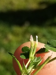 Trifolium ornithopodioides