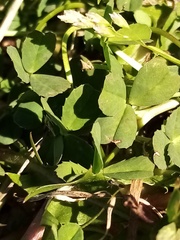 Trifolium ornithopodioides