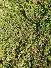 Trifolium ornithopodioides