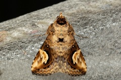 Pseudosphetta fissisigna