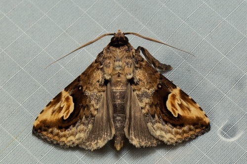 Pseudosphetta fissisigna