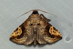 Pseudosphetta fissisigna