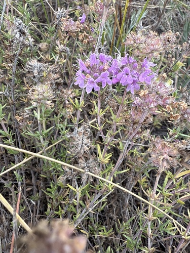 Pallas' Thyme (Thymus pallasianus)