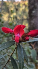 author not stated, no rights reserved Collaea speciosa, photograph author not stated, no rights reserved