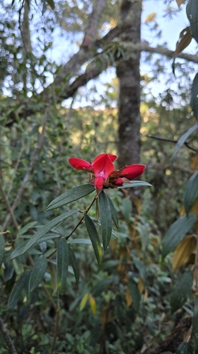 Collaea speciosa, photograph 6