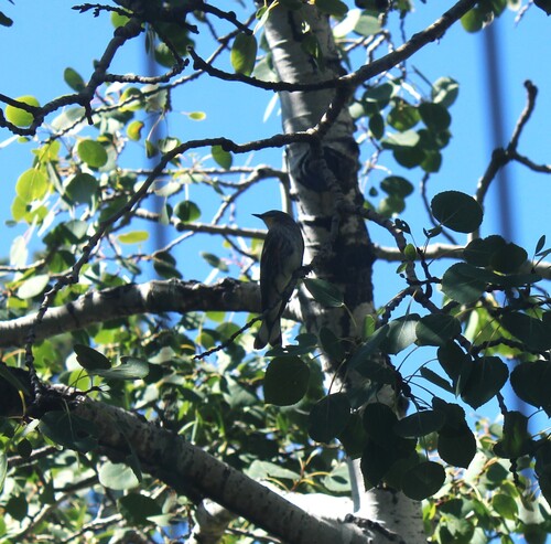 Yellow-rumped Warbler photographed in South Dakota