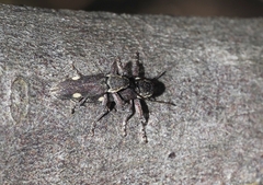 Rhinotia bimaculata