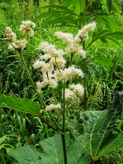 Filipendula camtschatica