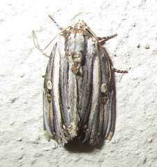 Anedhella rectiradiata
