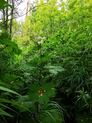 Filipendula camtschatica
