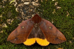 Thyas javanica