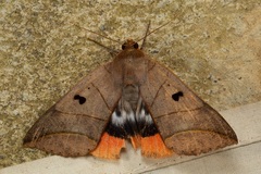 Thyas juno