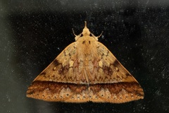 Ugia serrilinea