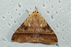 Ugia serrilinea