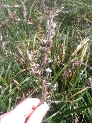 Crassula multicava multicava