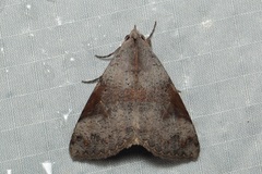 Avatha discolor
