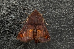 Euteliidae