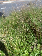 Crassula multicava multicava