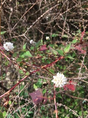 Persicaria runcinata