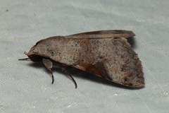 Avatha discolor