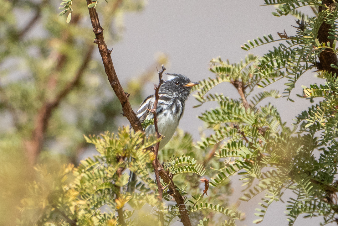 Pied-crested Tit-Tyrant (Anairetes reguloides), photo 7