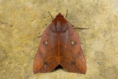 Thyas javanica