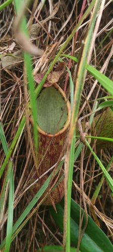 Nepenthes observed 2025-09-07