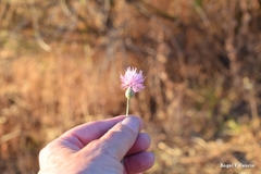 Mantisalca salmantica