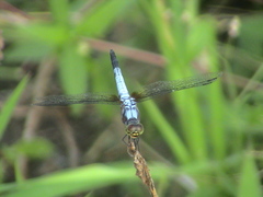 Aethriamanta gracilis
