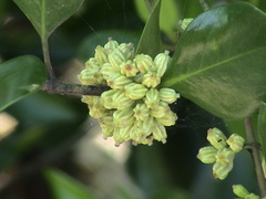 Scyphiphora hydrophylacea