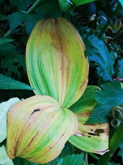 Veratrum oxysepalum