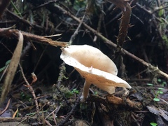 Clitocybe salmonilamella